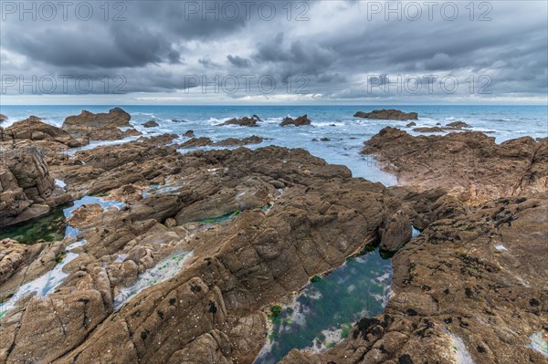 Shell-covered rocks on the Atlantic coast. Sables d'Olonne