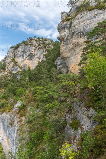 Gorges of Tarn seen from the hiking trail on the rocky outcrops of Causse Mejean above the Tarn Gorge. La bourgarie