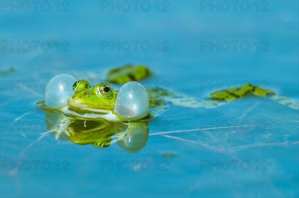 Marsh frog