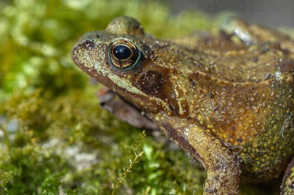 Common frog