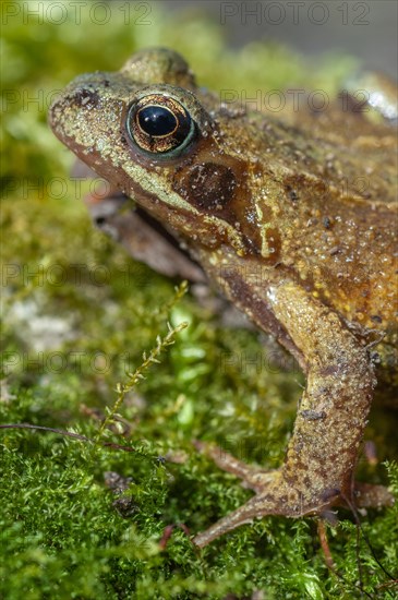 Common frog