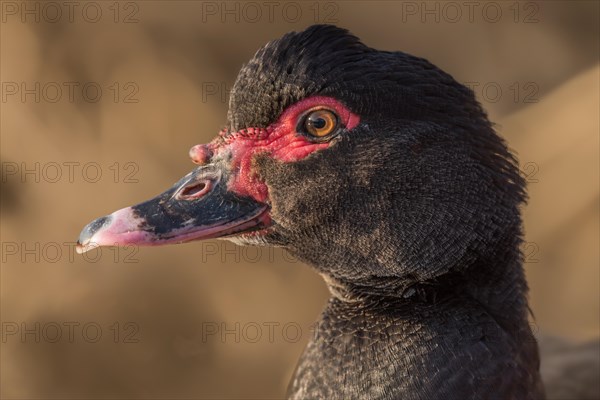 Portrait of a brown Muscovy duck escaped in the wild. Alsace