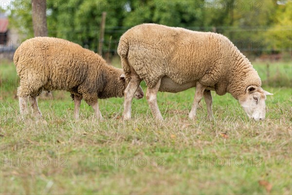 Sheep in a pen in early autumn. Alsace France