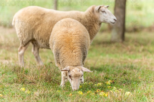 Sheep in a pen in early autumn. Alsace France