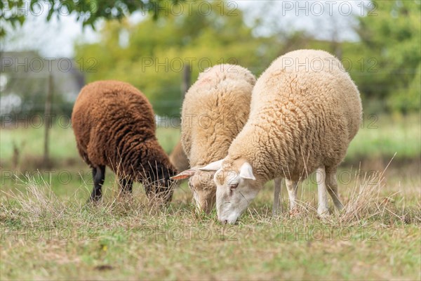 Sheep in a pen in early autumn. Alsace France