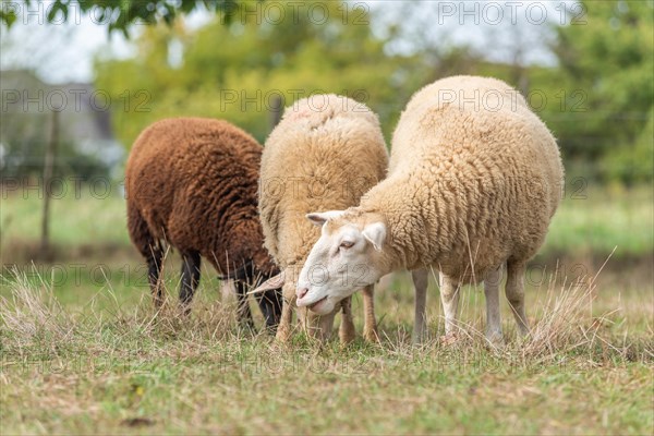 Sheep in a pen in early autumn. Alsace France