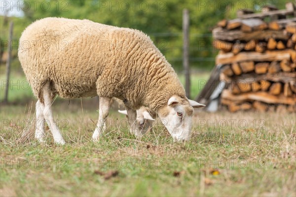 Sheep in a pen in early autumn. Alsace France