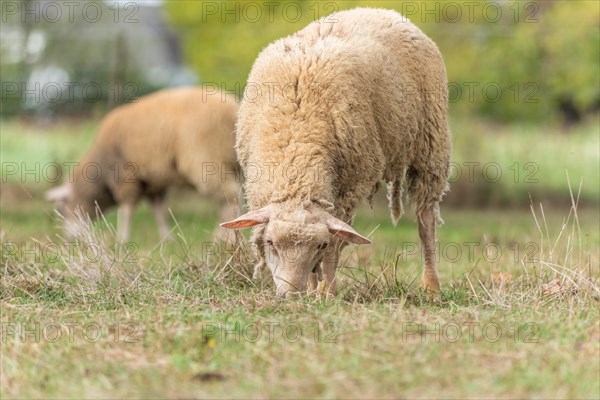 Sheep in a pen in early autumn. Alsace France