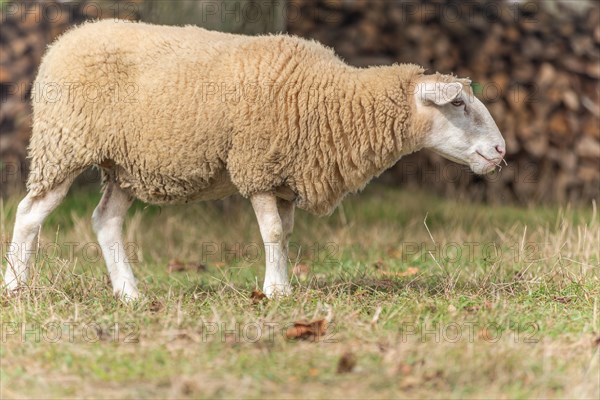 Sheep in a pen in early autumn. Alsace France