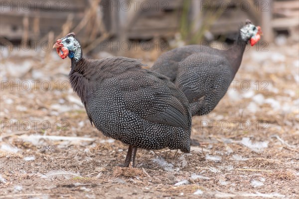 Domestic helmeted guineafowl