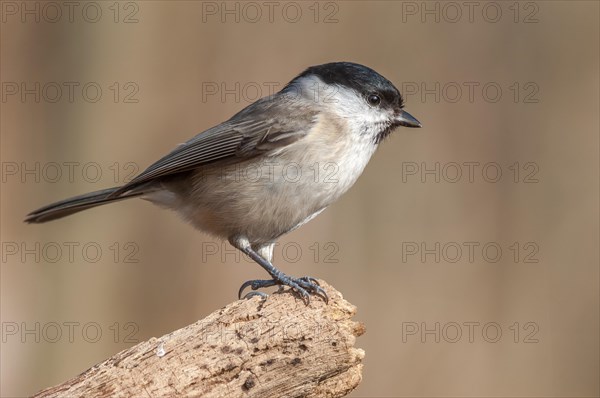 Marsh tit