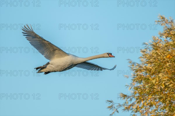 Mute swan