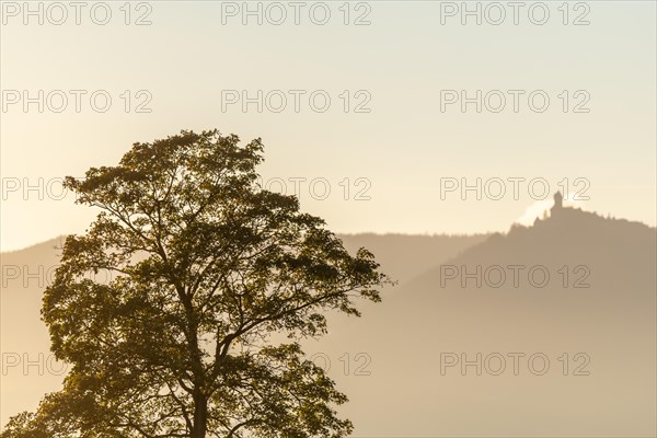 Tree silhouette with autumn colours and the castle Haut Koenigsbourg in the mountains. Alsace