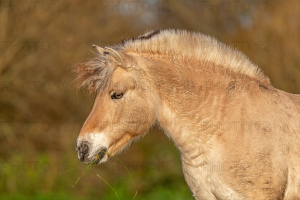 Portrait of a horse with crossed manege. Alsace