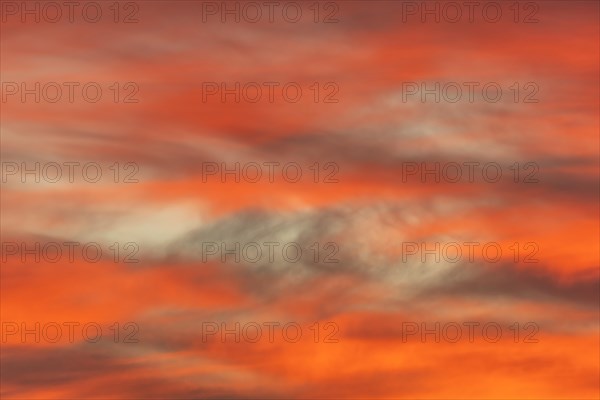 Sky of pink and orange clouds in the evening at sunset. Alsace