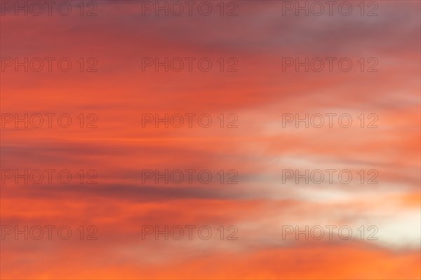 Sky of pink and orange clouds in the evening at sunset. Alsace