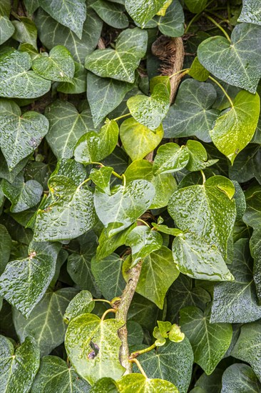 Detail of a climbing plant in a garden