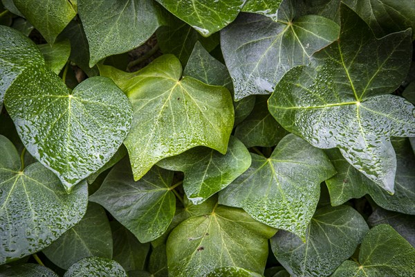 Detail of a climbing plant in a garden