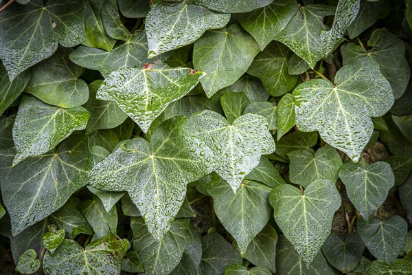 Detail of a climbing plant in a garden