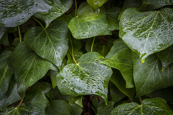 Detail of a climbing plant in a garden