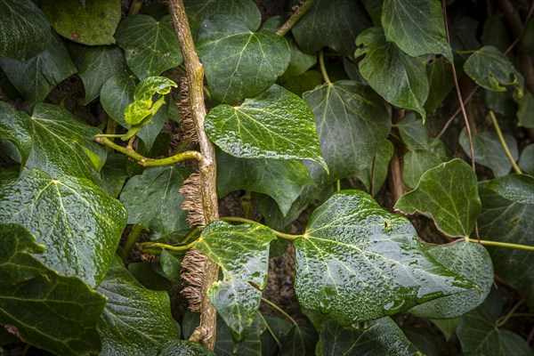 Detail of a climbing plant in a garden