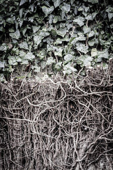 Detail of a climbing plant in a garden