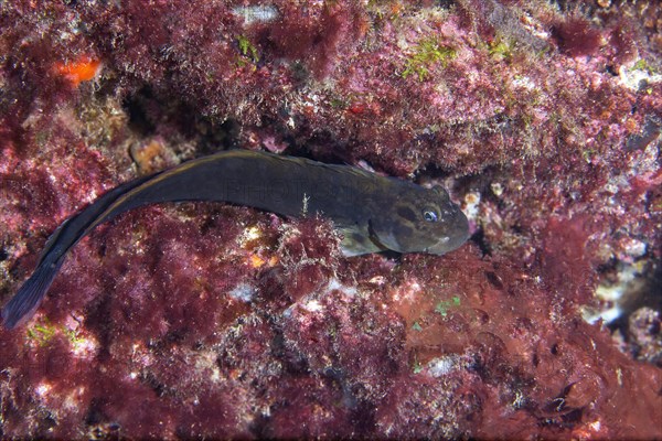 Zebra Blenny