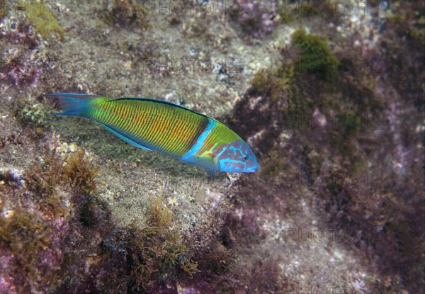 Ornate wrasse