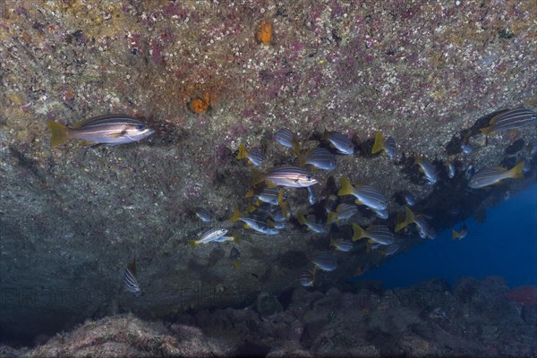 Shoal of eight-striped grunts