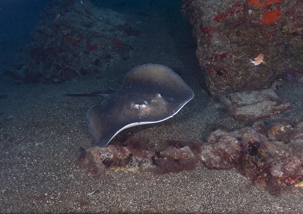 Round stingray