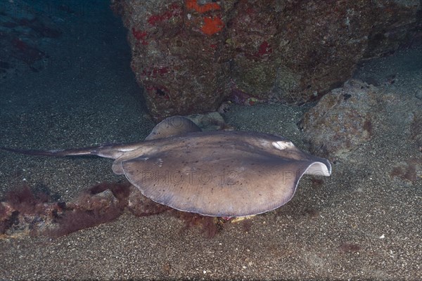 Round stingray