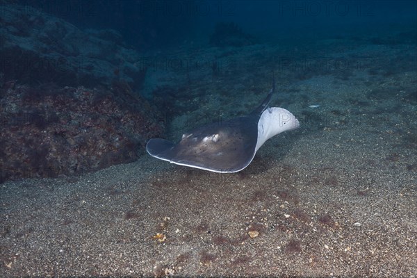 Round stingray