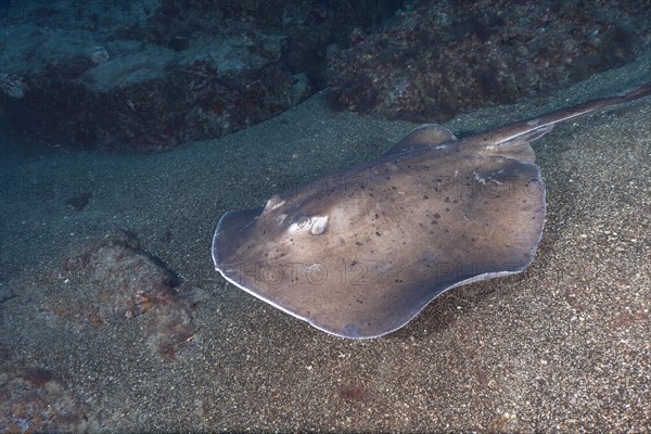 Round stingray