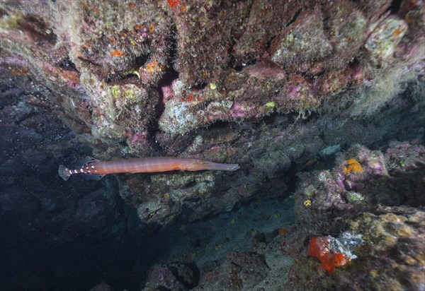 Atlantic cornetfish