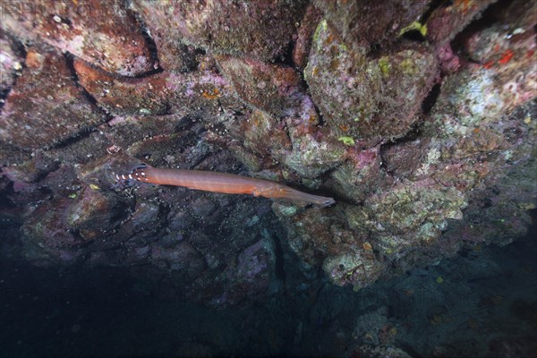 Atlantic cornetfish