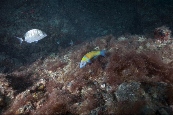 Ornate wrasse