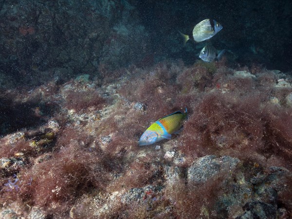 Ornate wrasse