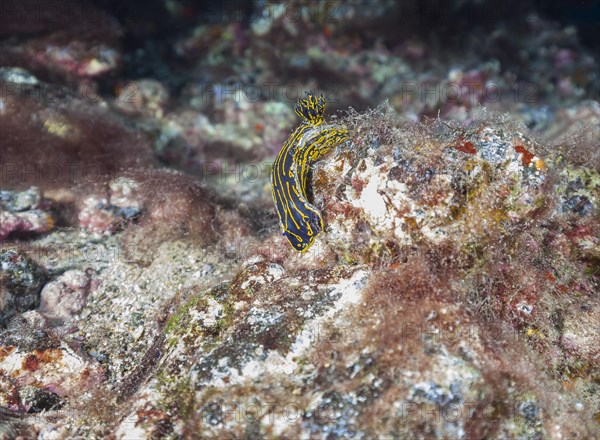 Yellow-violet star snail