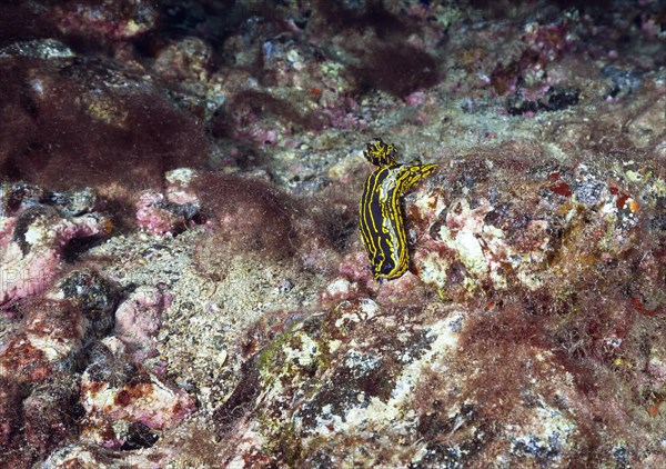 Yellow-violet star snail