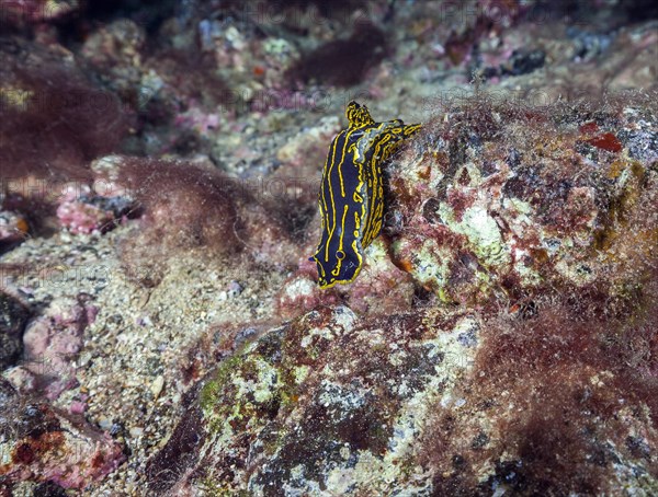 Yellow-violet star snail