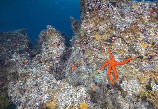 Mediterranean red sea star