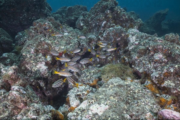 Shoal of eight-striped grunts