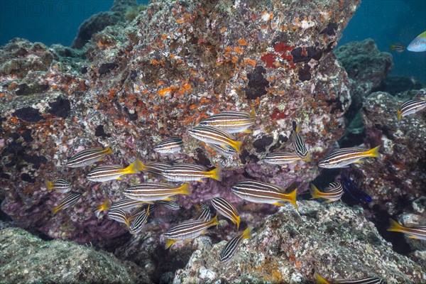 Shoal of eight-striped grunts