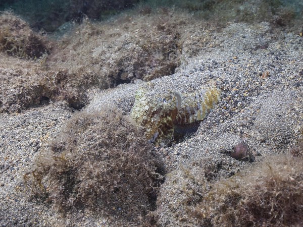 Common cuttlefish