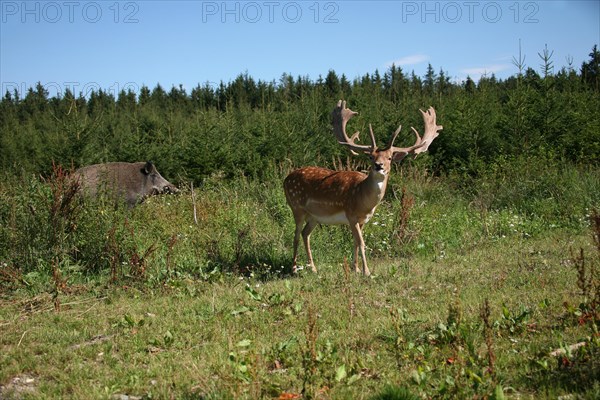 Fallow deer