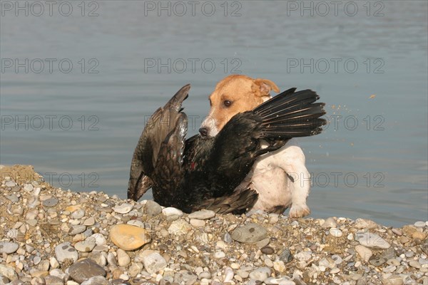 Hunting dog Jack Russell Terrier retrieves killed great cormorant