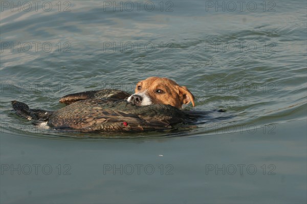 Hunting dog Jack Russell Terrier retrieves killed great cormorant