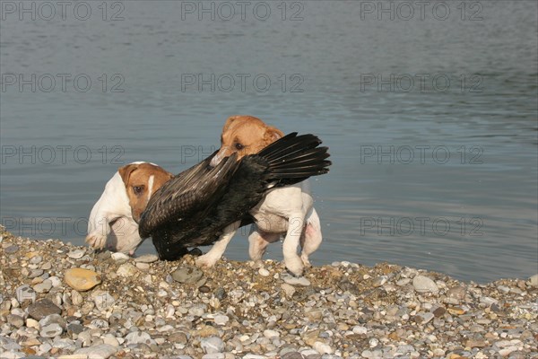 Hunting dog Jack Russell Terrier retrieves killed great cormorant