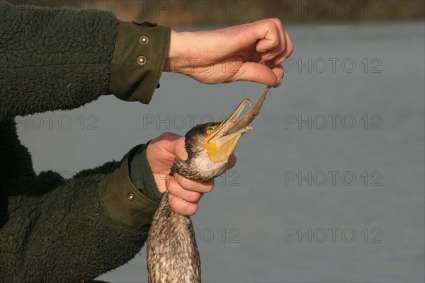 Hunter pulling half-digested fish from the neck of a shot great cormorant