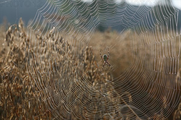 Wasp spider